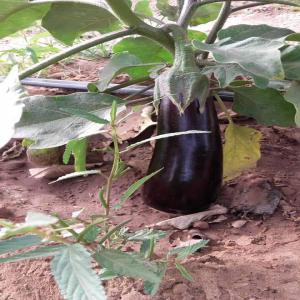  Vergé Vendre Au Sénégal Superficie 13 Hectares - autres bonjour vergé a vendre au sénégal 13 hectare clôturé cultivée en plaines croissance avec un inhalation goût a goût neufs pour plus de détail mes contact té par téléphone ou watsap