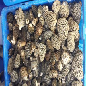  Vente De Morilles Du Canada Yukon Et B.c - champignon levure bonjour ont est un groupe de plusieurs personnes qui cueille les morilles de feux au canada dans le territoire du yukon et la colombie britannique . nous sommes des experts depuis plus de 12 ans sur la morilles et autres champignons . nous avons plusieurs commandes vers l'europe a chaque mois de mai
