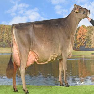  Recherche Génisses De Race Brune Ou Brown Swiss - animaux vivants bonjour.--nous sommes mandat&eacute; via un client tunisien &agrave; l'acquisition de g&eacute;nisses de race brune ou brown swiss.--la quantit&eacute; lors de la premi&egrave;re commande est de 300 voir plus.--age entre 26 mois &agrave; 32 mois.--poids environ 500kg.--pouvez vous m'envoyez une fich