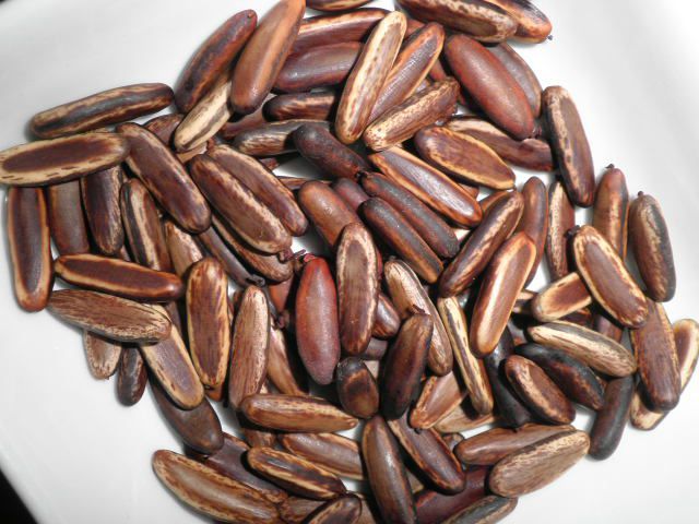 A vendre semence Ébène  - semence graine plant bonjour. j ai en ma possession 1 tonne de semence de bois d ébène. je désirerais entré en contact avec un potentiels acheteur.--cordialement