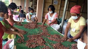  Quality Cocoa - coffee cocoa tea we qre in search of potential buyers we do prodce good quality cocoa ,  we do import and export worldwide.
