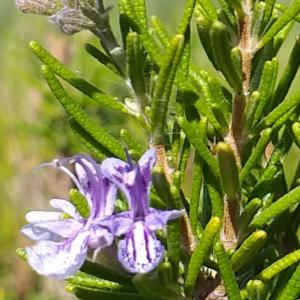  Huile Essentielle De Romarin Verbe De Corse Bio - huiles producteur d'huiles essentielles bio en corse propose 3 litres d'huile essentielle de romarin à verbenone de corse bio printemps 2020. cultivé par nos soins,  cueilli à la main,  distillé sur place en alambic inox. excellente qualité,  garantie pure,  chromato sur dema