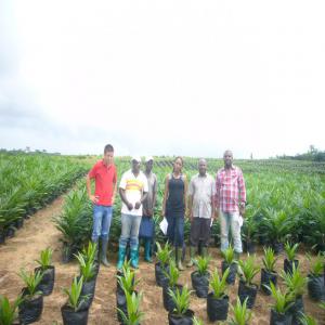  Huile De Palme Cpo1/cpo2/cpo3 Certifiées - huiles sp&eacute;cialis&eacute;s dans l'huile de palme depuis 2009, nous sommes tout d'abord planteurs et r&eacute;colteurs depuis 2009 et produisons de l'huile de palme depuis 2012. nous souhaitons &eacute;largir notre porte-feuille client -  nous pouvons fournir jusqu'&agrave; 10000 tonnes par mois de cpo