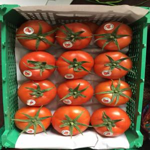 Tomates Calibre 47-57/57-67/67-82/82-102  - fruits et légumes nous somme basés en région parisienne,  nous représentons officiellement l'un des leader algérien de production des légumes,  plus particulièrement des tomates et pomme de terre spunta --une solide coopération avec les grandes compagnies de transport no