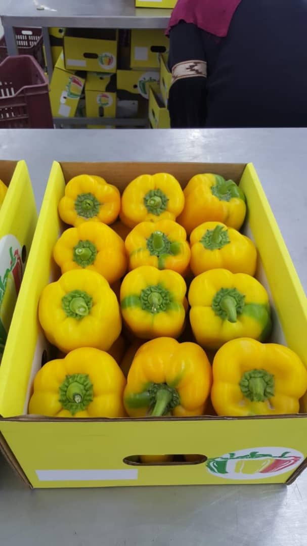  Poivrons Jaune/rouge/vert - fruits et légumes nous sommes bas&eacute;s en r&eacute;gion parisienne,  nous repr&eacute;sentons officiellement l'un des leaders alg&eacute;riens de la production de toute sorte de l&eacute;gumes --une solide coop&eacute;ration avec les grandes compagnies de transport nous permettra de s'engager dans des contrats en 