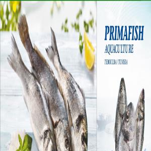  Poissons Frais/ Congeler -daurade+loup De Mer. - poissons hello gentleman--founded in 2010,  prima fish is one of tunisia's leading aquaculturists in the mediterranean.--prima fish has been recognized for its quality,  freshness and taste of sea bass,  sea bream and lean.--prima fish imposes reliable safety measures at all stages of fish handling.--from fishe