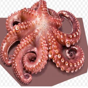  Poissons Congelés - poissons nous sommes une soci&eacute;t&eacute; espagnole installer au maroc,  nous avons une gamme tr&egrave;s larges des produite congel&eacute;s et de tr&egrave;s haute qualit&eacute; ---les blocs des anchois congel&eacute;s--les anchois marin&eacute;s fum&eacute; et aussi sal&eacute;.--les sardines marin&e