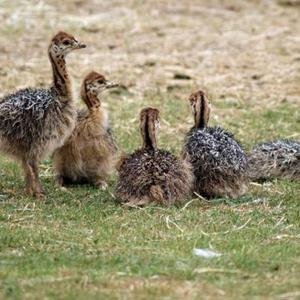  Poussins D'autruche, Œufs Fertiles Et Plumes Disp - animaux vivants nous sommes fournisseurs d'autruches vivantes,  d'œufs fertiles et de plumes. nous pouvons expédier tous vos besoins en aliments du bétail dans le monde entier! contactez-nous--