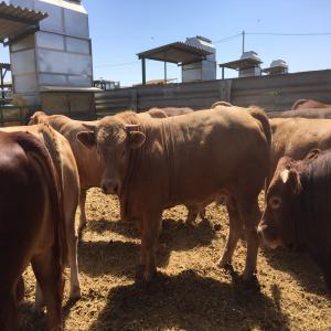  Vente De Taurillons Vivants Pour Abattage - animaux vivants vente de taurillon vivants pour abattage, charolais,  limousin et croises pour abattage poids de 550kg-800kg qualification,  u, r . origines espagne.--  --