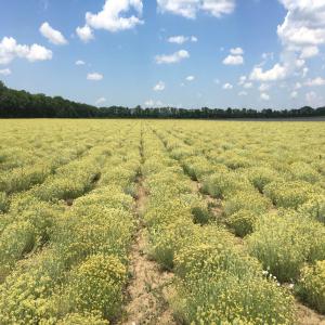  Vendre De L'huile Essentielle D'immortelle - céréales notre entreprise bulgare élève 20 hectares de l’immortelle (helichrysium italicum,  immortelle) dans la région de la ville de dobrich. le plant a été acheté de la bosnie-et-herzégovine. nous élevons la plante depuis 2017. nous avons un contrat a