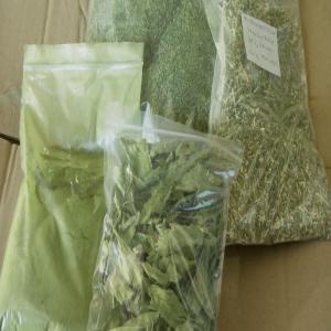  Plante De Stévia - fruits et légumes je veux faire pousser une plante de stévia,  pour obtenir du sucre 100/100 naturel en algérie.--je veux me spécialiser dans la culture de cette plante