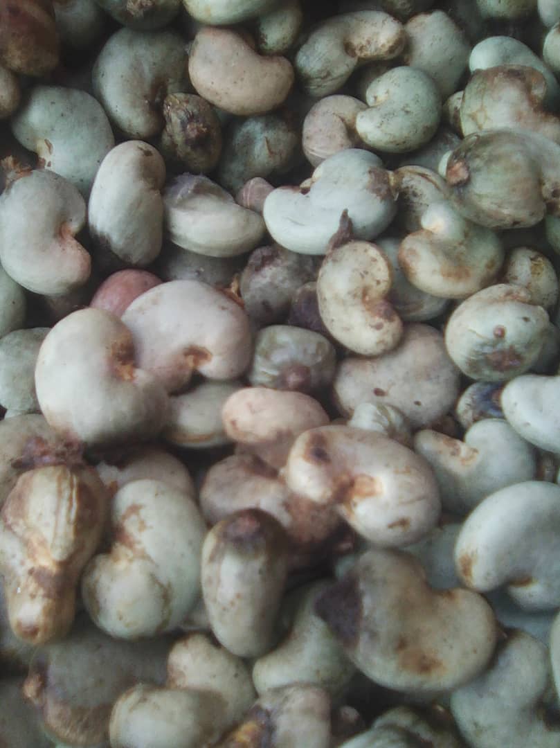  Noix De Cajou Brut - fruits secs et graines grillées noix de cajou nouvelle production provenance c&ocirc;te d ivoire prix fob 1100  --nous restant &agrave; votre &eacute;coute pour toute demande . cordialement 