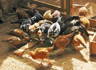  Recherche Acheteur De Poulet En Gros - viandes et oeufs nous avons des tonnes de poulets de ferme agricole que nous vendons sur madagascar. ce sont de poulets bio et de bonne qualités. les frais d'exportation sont à la charge du client. nous avons une flexibilité de paiement et pouvons établir un contrat de longue durée