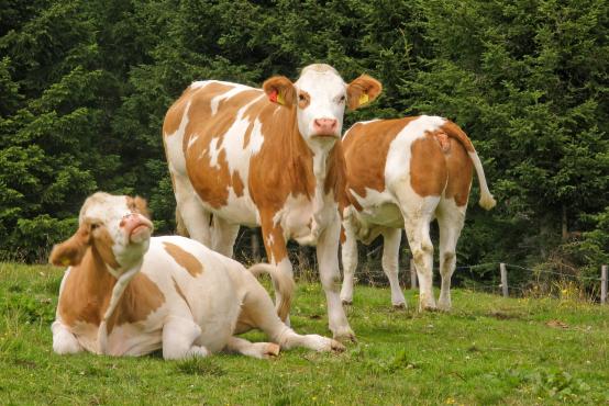  Importation Des Bovins Laitiers Et Viande - animaux vivants bonjour, --sté filiére au maroc d'un grand fournisseur allemand des bovins.--on fait la vente des génisses pleines des race laitiéres importé d'europe.--race holstein-fleckvieh simmental-brune suisse-montbeliard.--d'une trés bonne qualité et grande per