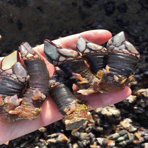  Cherchons Importateur De Percebes Bernacles - coquillage crustacé bonjour,  --cherchons partenaire de importateurs des de mer pour comercialiser ce produit en espagne,  portugal,  france.--merci de nous faire part de vos demandes.--cordiales salutations--sif 
