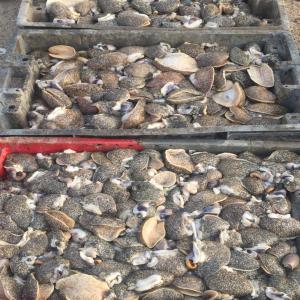Poisson Cymbium  - poissons nous avons une grande gamme de cymbium avec une qualité tres excellent , nous recherchons des client tres fiable pour exporter nos marchandise en europe, --nos prix sont tres competitives .