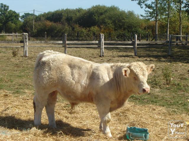  Bovins D'engraissement - animaux vivants nous cherchons fournisseurs des veaux pour l'engraissement dans notre unité toutes race a viande nos étables et de capacité de 100 tetes 