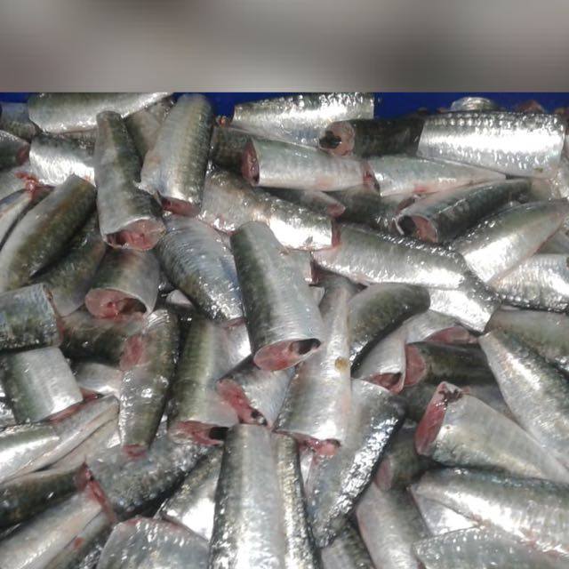  Sardine Eee - poissons sardine hgt côtier ou bien rsw --cartons -22kg--qualité de produits -a & b--fob - agadir --exwork - dakhla------