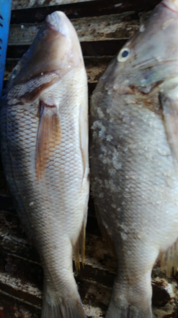  Poisson Frais Thon Rouge ..bérri ...en Stock - poissons je suisse basé  a maurice et on a des bateaux de peche qui qui sont baser á la peche  au bérri et au thon rouge actuellement disponible ( la perle  fish) nous en avons  en quantite illimité et frais