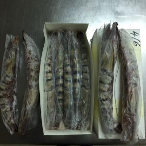  Vente Poissons Filets, Entiers, Crevettes Monodon - poissons société tenue par 2 français implanté au sénégal à la recherche de nouveaux clients,  spécialisé dans le poisson frais et congelé par voie aérienne et en conteneur 20 ou 40 pieds,   une gamme de filets de poissons ou poissons