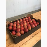  Les Pommes Royal Gala Gazonées 100 Tonnes - fruits et légumes nous recherchons des acheteurs pour la dernière chambre frigorifique qui n’était pas encore ouverte cette saison - gala royal 100 tonnes,  vendue par l’ensemble du groupe. déjà calibré sur la ligne automatique- 7-7, 5; 7, 5 à 8; 8-8.5. pret à envoyer. to