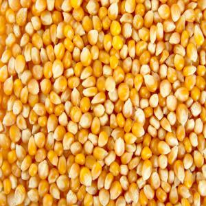  Vente De Maïs 🌽 🌽 - céréales bonjour,  nous sommes organisé en coopérative dans le centre nord de la côte d'ivoire précisément dans la région du worodougou et chaque année nous produisons un peu plus de 2000tonnes de maïs 🌽 mais nous n'avons pas d'acheteur fixe ni de parten