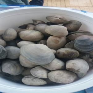  Recherche Producteur De Palourdes Ruditapes Decus - coquillage crustacé recharge producteur de palourdes (ruditapes decussatus), pays d'origine ou maroc.á fournir 1 tonnes par mois à tanger.