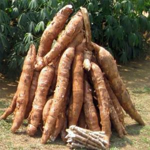  Vente Du Manioc Et Produits Dérivés - féculents nous disposons des centaines d'hectares de champs de manioc et plus de 2000 sacs de 100 kg de stock de gari