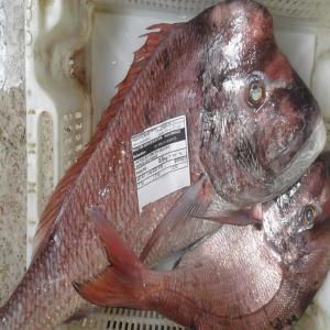 Poissons Frais Origine Maroc. - poissons poissons frais origine maroc.--de la zone fao-34--cat 1.--de bon qualité.--pour l'export.--transport international.--