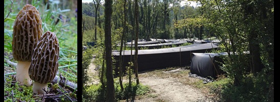  Morilles Forestières Française Fraîche - champignon levure  producteur agro forestier de morilles française extra fraîche (mochella conica)  en conversion biologique .  seul produit français  avec une traçabilité complète ,   nous sommes à votre disposition pour tout colis de 10 kg à 1 tonne   livrable e