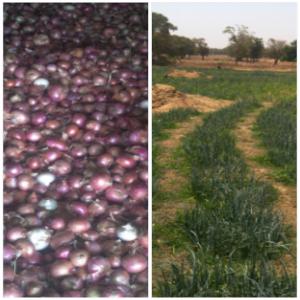  Recherche Partenaires Pour Livrer L'oignon - fruits et légumes je peux livrer 5 tonnes par semaine à lomé.  produits encore dans les champs et prets. si je trouve un partenaire on peut livrer à l'extérieur. bon produit. 
