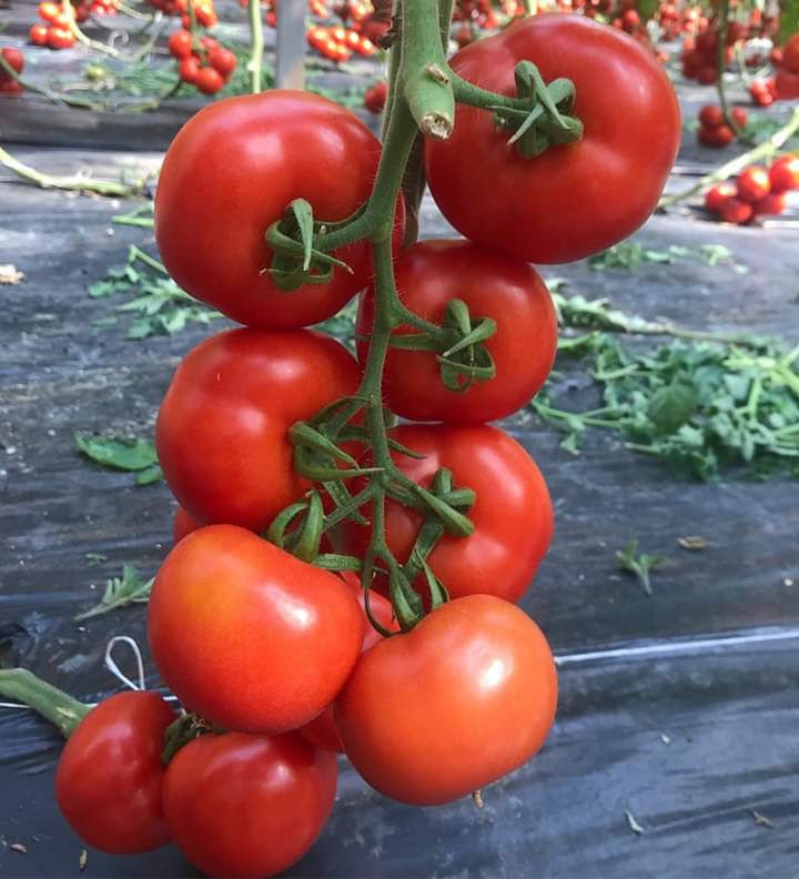  Le Tomate Sicilien - fruits et légumes tous les intervenants dans le domaine des produits agricoles &agrave; l' &eacute;chelle europ&eacute;enne sinon mondiale reconnaissent au tomate sicilien une valeur tr&egrave;s importante et le donnent un rang pr&eacute;pond&eacute;rant par rapport au tomate d' autres provenances et ce gr&acirc;ce &