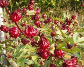  Bissap En Vente Au Burkina Faso - matiere vegetale nous somme à la recherche de client potentiel afin de pouvoir commercialisé nos produits agricoles en particulier le bissap,  rouge et blanc. nos produits sont de bonne qualité et proviennent de la meilleurs zone de production du burkina faso (qualitativement,  quantitativement).-