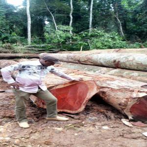  Semence Graine Plant - semence graine plant graine de jojoba,  baobab,  moringa,  fruit ,  etc--semence banana cacao,  cafe vitro,  --bois exotique- iroko,  ebony,  mahogany,  pao rosa,  teck,  padouk,  sapelli