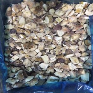  Boletus Edulis -  yeast fungus wild mushroom supplier , if you are interested in , contact with me.--fournisseur de champignons sauvages,  si vous etes intéressé,  contactez-moi.