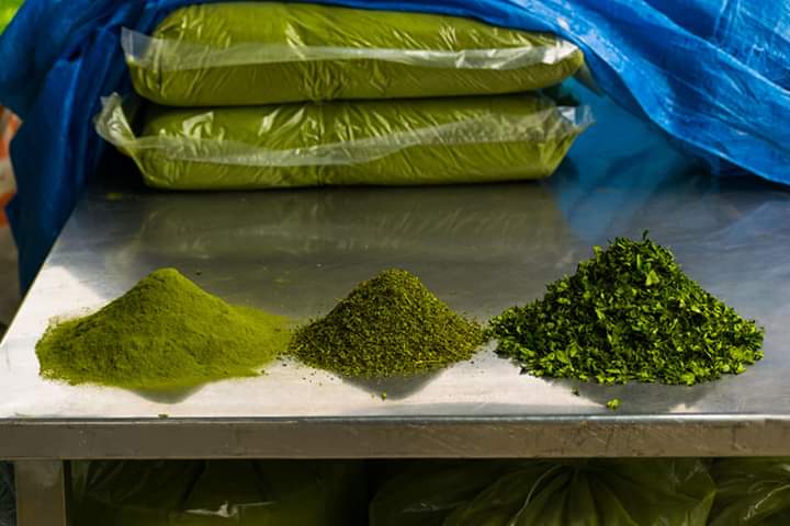  Graines De Moringa Et Poudre Feuille Par Kilo Ton - semence graine plant nous somnes des producteurs califies en moringa en sud amerique equateur.--nous exportons de l huile de moringa,  poudre feuille,  feulle sechee de moringa para kg ou par tonnes. graines de moringa par tonnes ou kg. nous avons certificat de ue,  fda,  unión control