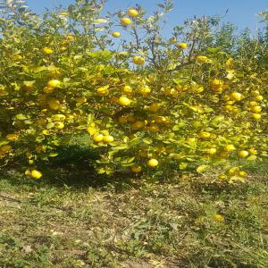  Je Suis Un Fournisseur En Agroalimentaire - fruits et légumes je suis un fournisseur de citron jaune,  cl&eacute;mentine,  orange et toute sortes de fruits et l&eacute;gumes,  je peux vous livrer où vous voulez et quand vous voulez,  que ce soit par voie maritime ou bien par voie a&eacute;rienne,  notre soci&eacute;t&eacute; est conventionn&eacute; avec nombreuses 