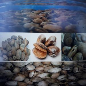  Cherche Exportateur Des Peloudres Vivants. - coquillage crustacé nous recherchons des exportateurs de palourdes tous les calibres peuvent etre étudiés.--nous joignons des photos de la palourde.--vous pouvez présenter vos offres,  nous y répondrons dans un délai bref.--ref 212- 25p / kg--ref 665-30p / kg--ref 149-45p / kg--ref 233