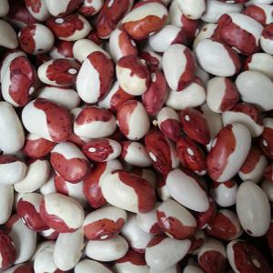  Nous Produisons Des Graines Oléagineuses, Des Lég - semence graine plant exportateur et fournisseur de biens agro-industriels sur le marché ukrainien. nous produisons des graines oléagineuses,  des légumineuses,  des graines,  des graines pour volaille et du bétail,  des graines d'herbes fourragères et de plantes fourragères,  des gra