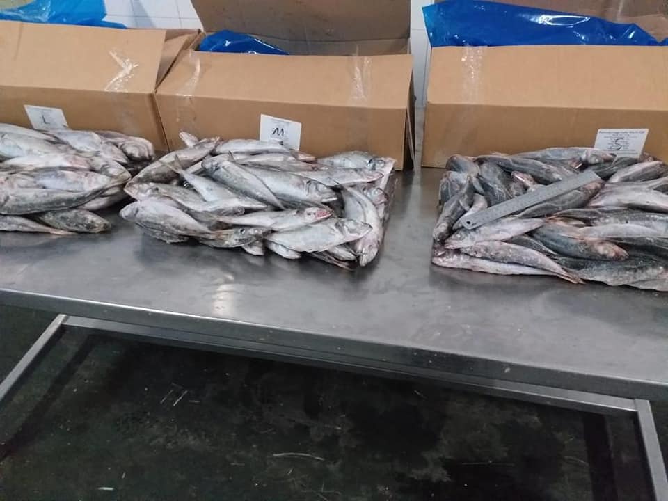  Poisson Chinchard Congelé Terre Maroc. - poissons poisson chinchard congelé .--origine maroc.--calibre - l/m/s.--pour l'export.--transport international.--cordialement.--