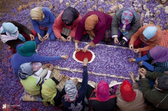  Vente De Safran Marocain Taliouine - épices aromates vente de safran bio d'une qualité supérieure de la région de taliouine qui se distingue par sa couleur,  un beau rouge sombre,  sa forte odeur et sa saveur inégalée.nous cultivons des terres vierges dans le plus grand respect de l’environnement avec certification bio