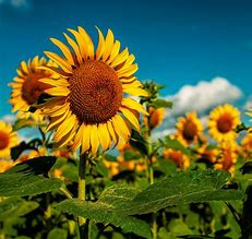  Huile Sun Flower - huiles nous sommes heureux de vous faire parvenir cette offre pour l'importation d'huile alimentaire.-- --voici les d&eacute;tails------ huile de tournesol comestible,  blanchie et d&eacute;sodoris&eacute;e (sp&eacute;cifique en annexe),  d'origine argentine et br&eacute;silienne.--- emballage en bouteilles 