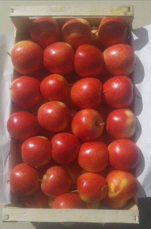  Pomme Rouge ,red Appel Golden - fruits et légumes societé de commerce international ,  met a votre dispositions une très bonne qualité de fruit pomme rouge,  golden appel .on cherche des acheteurs serieux.produit livré en cargo frigo .pour plus de details merci de nous contacter.--coordialement--naji ramzi