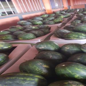  Recherchons Clients Pasteque Et Melon Maroc - fruits et légumes nous avons de la past&egrave;que et du melon en provenance du maroc,  marchandise disponible en france,  r&eacute;gion lyonnaise,  livraison dans toutes l europe. pasteque calibre 5 &agrave; 9 et 10 a 15 kg. minium d'achat 2 palettes. prix tr&egrave;s int&eacute;ressant. r&eacute;colt&eacute; le lundi 