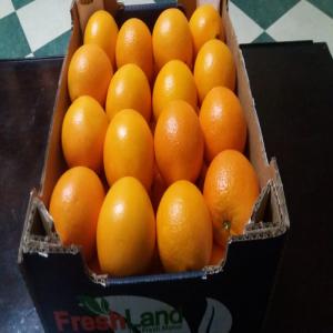  Recherchons Client Pour Orange Valencia - fruits et légumes je recherche des clients qui pourrais acheter de l'orange d &eacute;gypte de la vari&eacute;t&eacute; valencia,  le prix est fixe 60 ct port anvers,  possibilit&eacute; de livraison dans toute l europe,  calibre m&eacute;lang&eacute; 1,  2 et 3 en carton de 15 kg. tr&egrave;s belle qualit&eacute;,  et tr