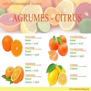  Agrumes Pour L'export - fruits et légumes nous disposons une grandes vari&eacute;t&eacute;s des agrumes pour l'export.--pour plus d'informations n'h&eacute;sitez pas &agrave; nous contacter.