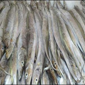  Poissons En Qualités Et En Quantités - poissons bonjour à tous.----je suis jeune et ambitieux. je m'active dans le mareyage des poissons ,  une activité que j'adore énormément. ainsi je suis à la recherche de partenaires pour coopérer afin de leurs livrés de la quantité mais aussi des produit
