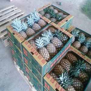  Exportation Des Fruits Ananas Et Mangue Frais - fruits et légumes nous somme une soci&eacute;t&eacute; du production et exportations de l'ananas frais et des mangue  kent rouge sur emballage de 4 kg et l'ananas dans 11 kg . tous calibre. --pour plus d'information n'h&eacute;site pas &agrave; nous contact&eacute;.--origine de produits cote d ivoire . 