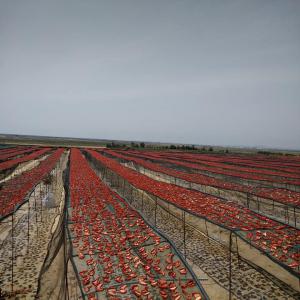  Tomate Sechée - fruits et légumes produits pour l'exportation - --fruits - orange ,  lemon ,  tangerine ,  melon ,  watermelon ,  dattes--vegetables - potato ,  tomato ,  artichoke,  chilli,  lettuce,  eggplant,  truffle,  mushroom…----