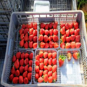  Customers To Buy Red Fruits - fruits and vegetables --we are a company that produces berries and we are looking for a partner to export our strawberries of very good quality